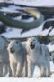 Nonton Film Life on Our Planet Season 1 Episode 8 Terbaru Nonton Film Life on Our Planet Season 1 Episode 8 Terbaru